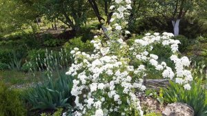 СПИРЕЯ ВАНГУТТА БЕЛАЯ НЕВЕСТА/САДОВЫЕ ЦВЕТЫ 2021 год