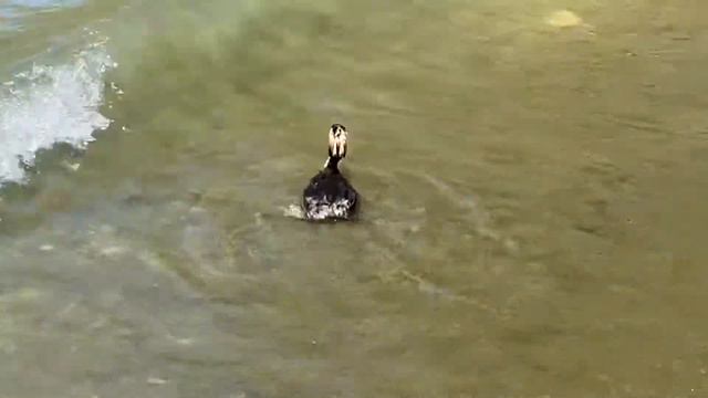 Птица пытается проглотить рыбу, но никак не может. Озеро Гарда, август 2021. смотреть онлайн