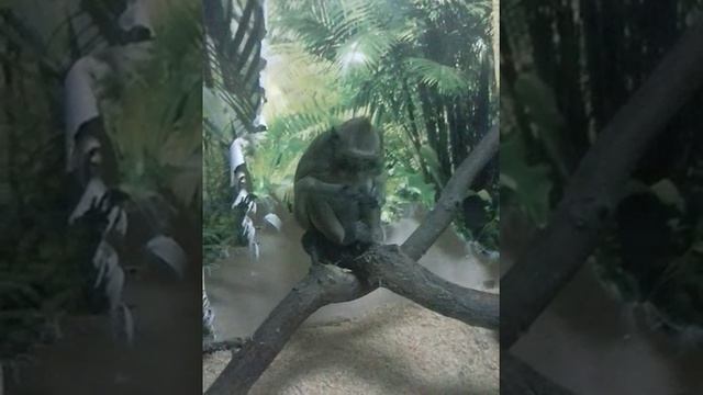 Обезьяна грызёт волосы смотреть онлайн