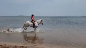 И снова лошади. Mar Menor, La Manga.