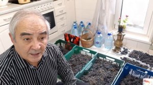 ВИНОГРАД АМУРСКИЙ ЯГОД 70 КГ С САЖЕНЦА В ПИТОМНИКЕ КНЯЖЕНИКИ.