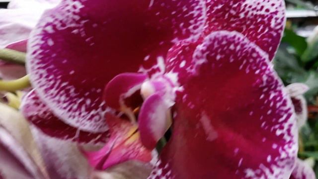 ОБЗОР ОРХИДЕЙ В БАУЦЕНТРЕ НА СЕЛЕЗНЁВА//21.08.23// смотреть онлайн