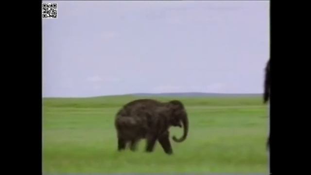 Немецкий боксер Бокс и охота на мамонта / Dog hunting mammoths смотреть онлайн
