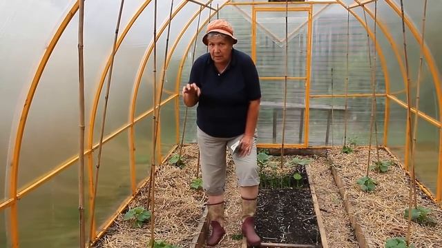 154 Борьба с клещами на огурцах смотреть онлайн