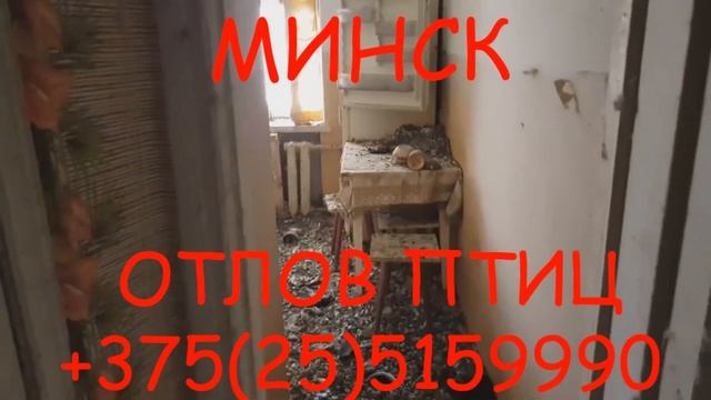 Беларусь отлов птиц(воробьи, голуби, вороны) Минск, Гомель, Витебск, Могилёв, Гродно, Брест. смотреть онлайн