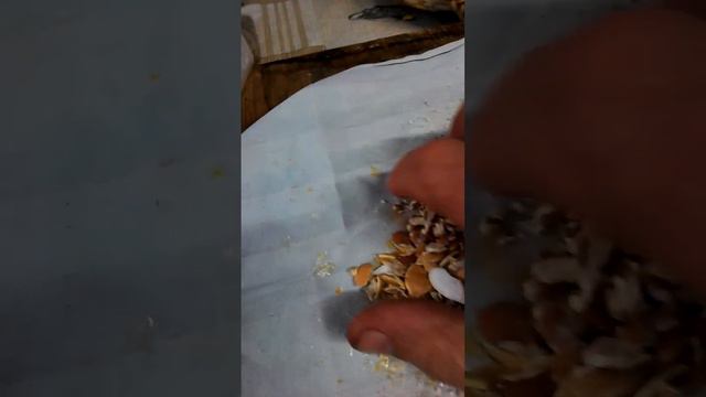 Целебный настой от моих предков! смотреть онлайн