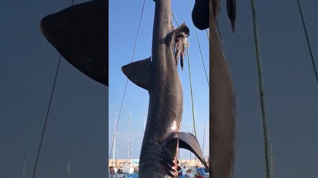 Urla'da Yakalanan Büyük Camgöz Köpek Balığı Cetorhinus Maximus Avlanması Bir Türdür. #shorts #shark