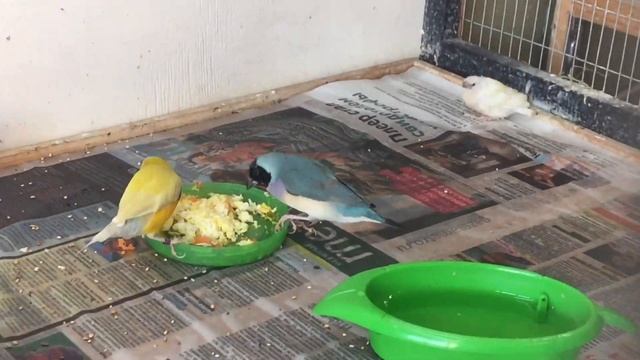 Птенцы у Амадины Гульда. смотреть онлайн