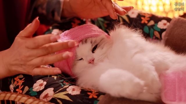 생애 첫 소개팅을? 위해 완벽한 헤어, 메이크업, 코디를 받아요!✨Blind Dating for the First Time ASMR / 고양이 전용 에스테틱 / 후시녹음 смотреть онлайн