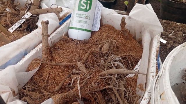 #СТАВЛЮ ГЕОРГИНЫ НА ПРОРАЩИВАНИЕ# смотреть онлайн