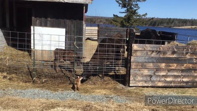 Goat Kids at Whispering Woods 2023 Romping Around смотреть онлайн