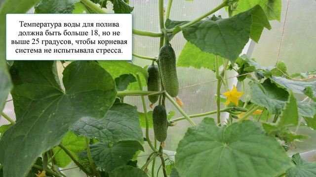 Огурцы не будут горчить если полить их этим смотреть онлайн