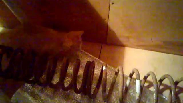 Как использовать пружины:) котейка Фараон смотреть онлайн