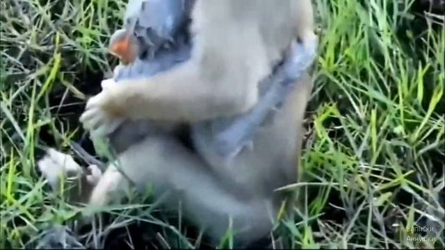 Потеряшка. История про обезьянку со счастливым концом смотреть онлайн