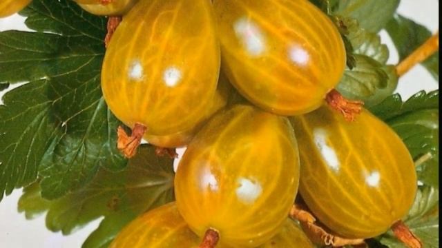 Полезные свойства крыжовника и его противопоказания | VolkoFF_video смотреть онлайн