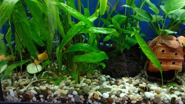 Китайский водорослеед. смотреть онлайн