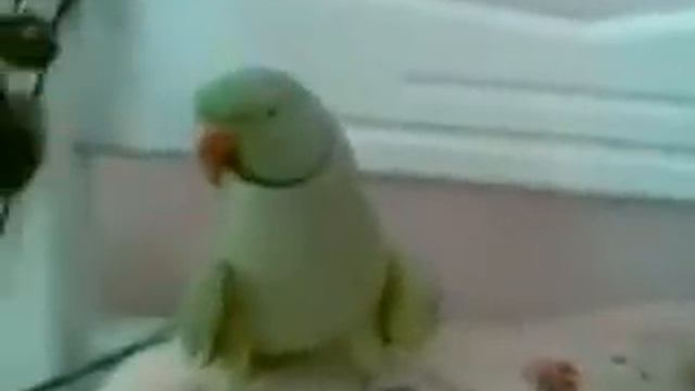 Девушка общаеться сo своим птенцом смотреть онлайн