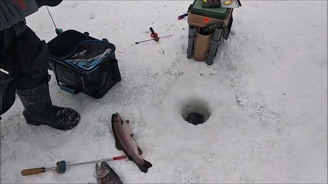 Клёв и поимки форели на Нижнем продолжается... Рыбалка в Клёвом месте лосиный остров. смотреть онлайн