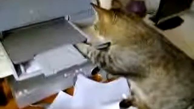 КОТ ПРОТИВ ПРИНТЕРА смотреть онлайн
