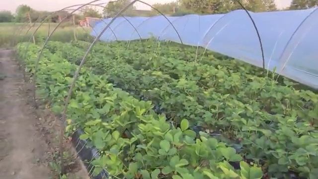 Клубника ФРАНЧЕСКА! Новый сорт КСД! смотреть онлайн