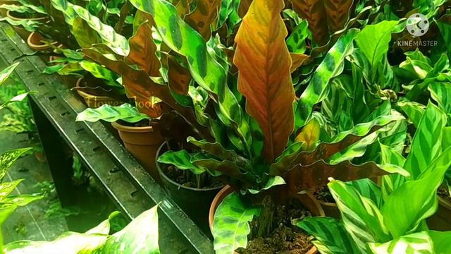 Mannuthy Nursery | mannuthy flower garden | Leaf plants for garden | aglaonema varieties | Calathea смотреть онлайн