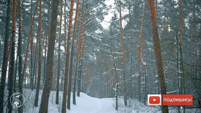 Зимний лес в снегу, с сильным снегопадом и ветром | Звуки метели и вьюги | Белый шум для релаксации смотреть онлайн