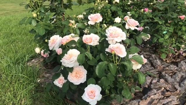 Английские розы Инглиш гарден и Королева Швеции ?открытие прошлого года ?? смотреть онлайн