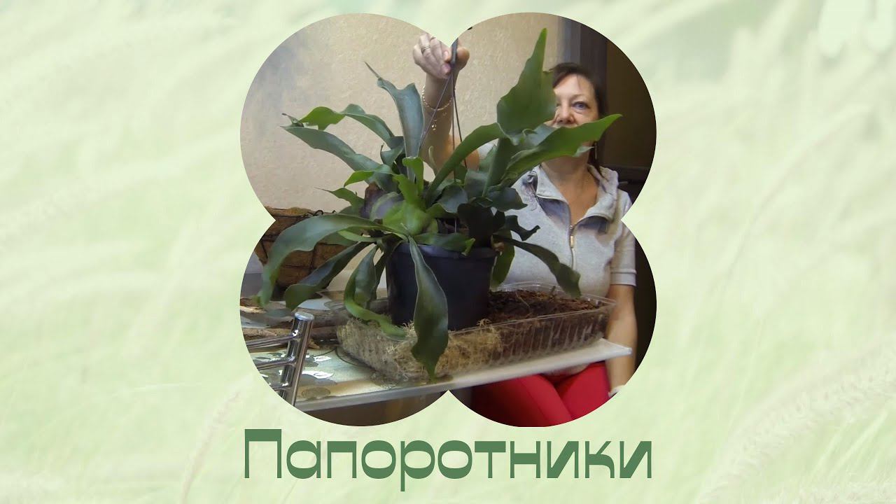 Платицериум в кокосовом кашпо два года спустя. смотреть онлайн