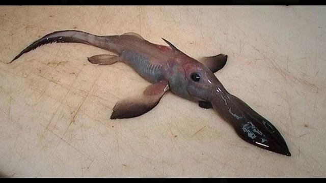 РЕДКИЕ ЭКЗОТИЧЕСКИЕ ЖИВОТНЫЕ, RARE EXOTIC ANIMALS смотреть онлайн
