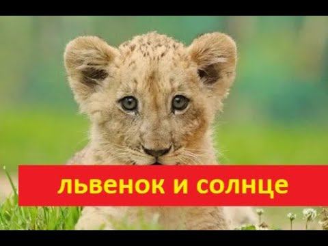 Львенок и Солнце смотреть онлайн