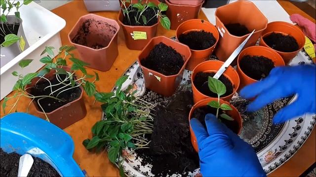 Пикировка перца 5 марта 2020г. смотреть онлайн