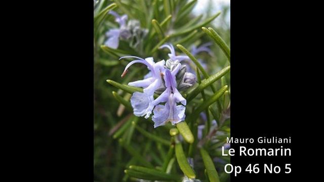 Giuliani - Le Romarin Op 46 No 5 смотреть онлайн