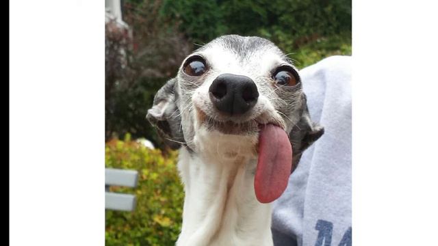 смешные животные часть 2 смотреть онлайн