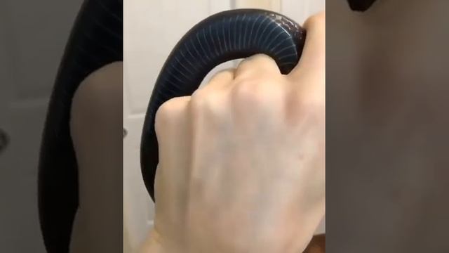 Королевская черная змея⠀