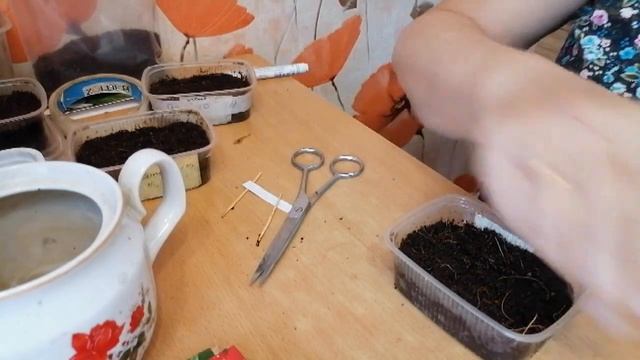 Бегония после движухи)Не все хорошо как хотелось бы) Посевная началась)Посев бегонии.перца.томата) смотреть онлайн
