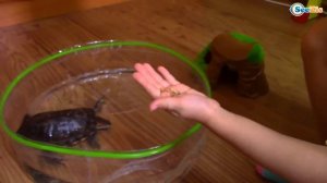 ВЛОГ Новый ДРУГ Ярославы - Черепаха Тоша! Играем с домашним питомцем Видео для детей