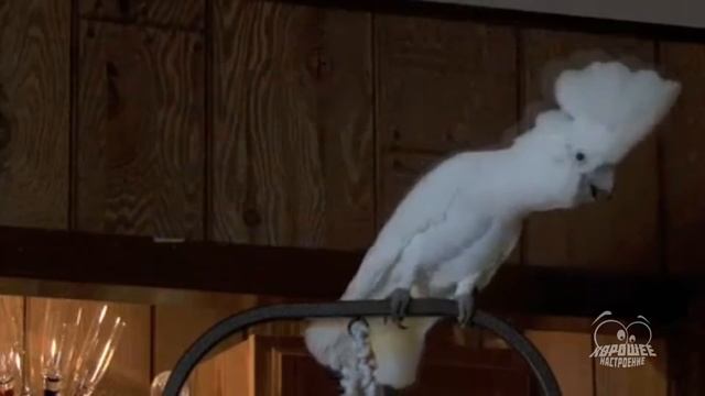 Смешные и талантливые попугаи смотреть онлайн