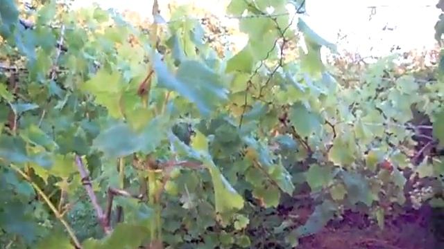 виноград Кеша і Любава смотреть онлайн