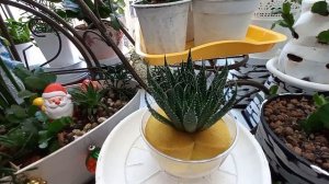 ХАВОРТИЯ. РЕЗУЛЬТАТЫ РЕАНИМАЦИИ!!!