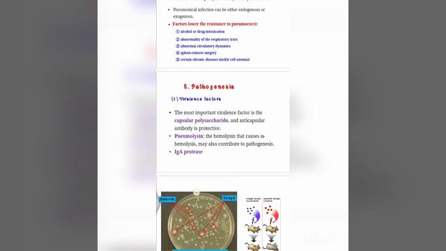 streptococcus pneumonia /Microbiology смотреть онлайн