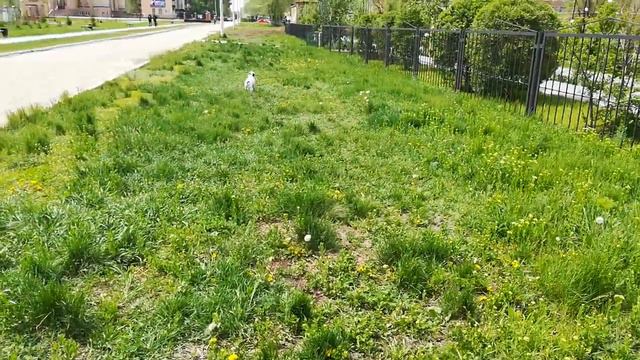 Мой французик Соня смотреть онлайн