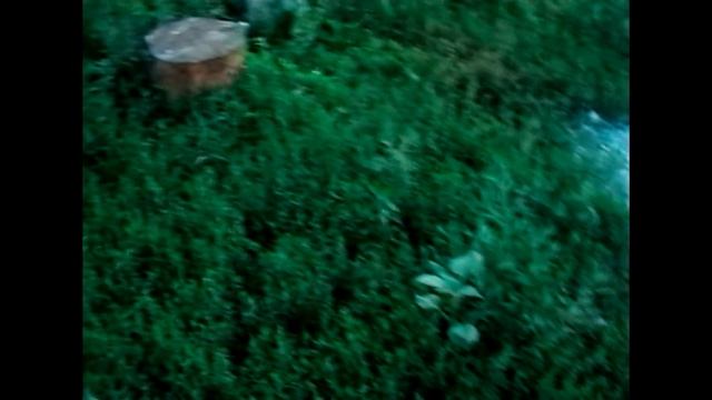 альтернатива газону смотреть онлайн