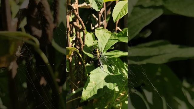 Аргиопа Брюнниха или Паук-Оса смотреть онлайн