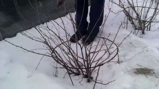 Обрезка чёрной смородины смотреть онлайн
