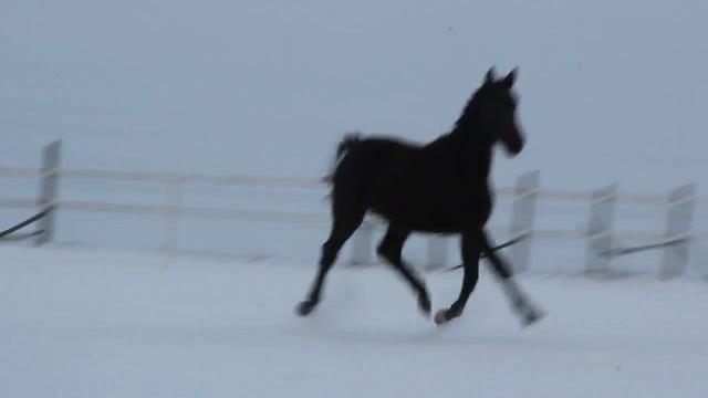 Ваше Величество U14 смотреть онлайн