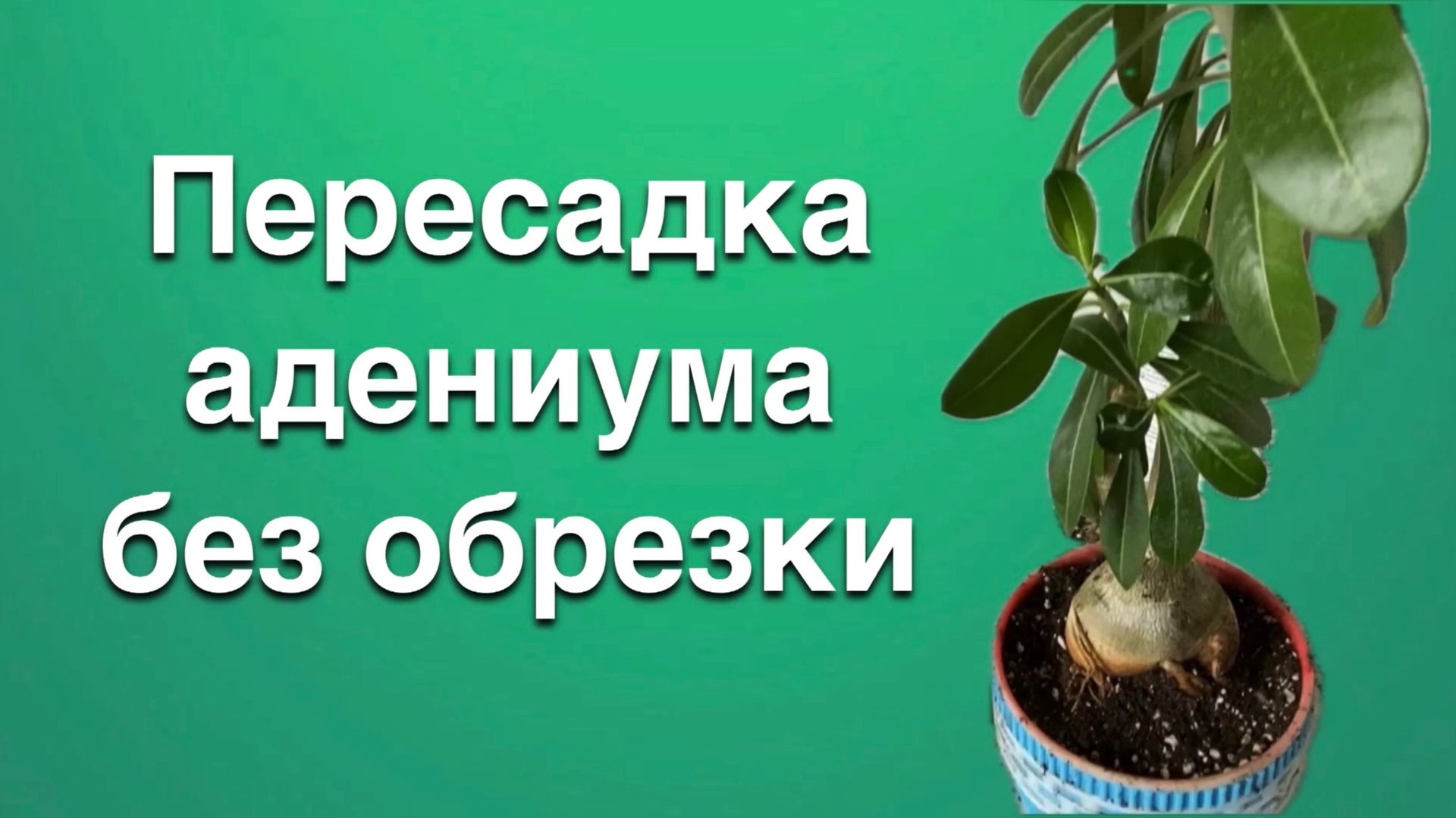 На этот раз без травмирующих обрезок. Просто пересадка адениума. Так надо! 12 июля 2024 г. смотреть онлайн