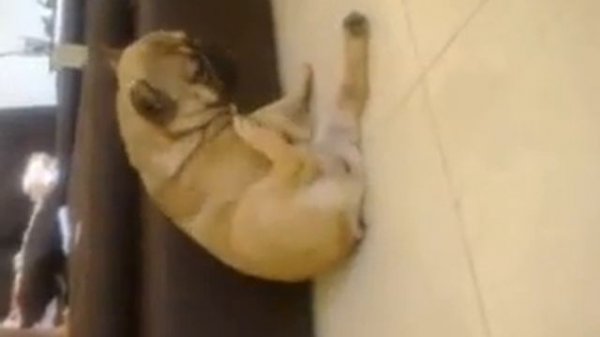 пес ананист.3gp