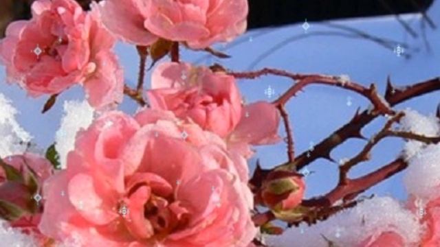 ЗИМНЯЯ КРАСОТА... смотреть онлайн