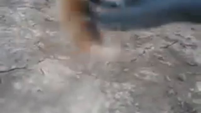 Бешенный Дикий Хомяк напал на людей. Дрессировка. Прикол. Ржака. смотреть онлайн