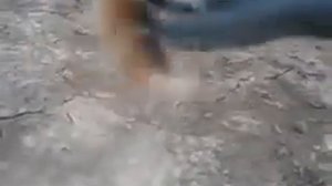 Бешенный Дикий Хомяк напал на людей. Дрессировка. Прикол. Ржака.